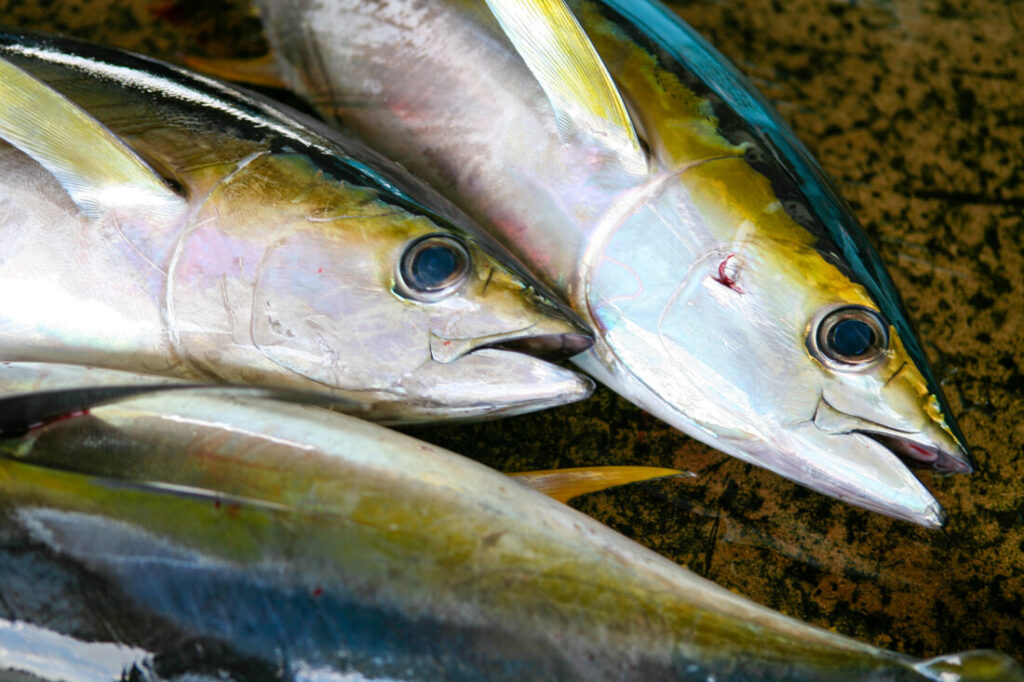 毛髪に効く食品　魚　イメージ